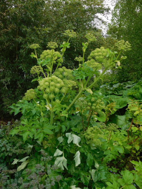 Angelica (Angelica archangelica)