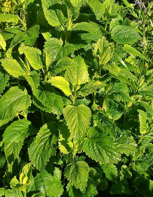 Lemon Balm Benefits, dosage, safety and more