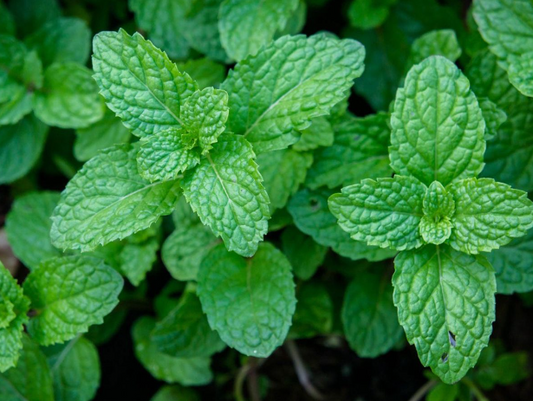 Peppermint
