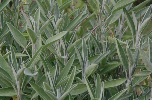 Sage