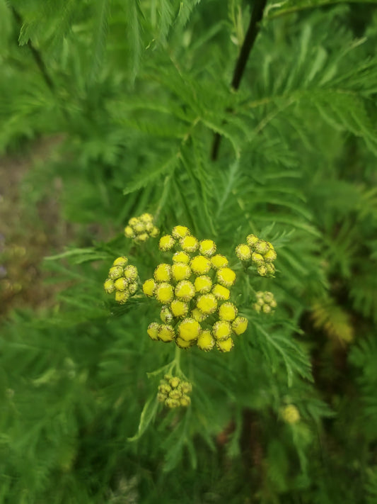Tansy