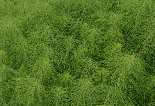 Horsetail