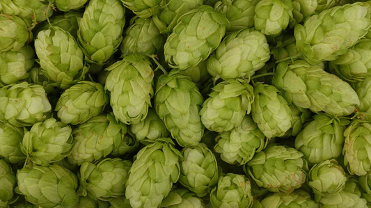 Dried Hops strobile