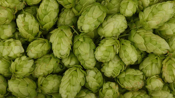 Dried Hops strobile