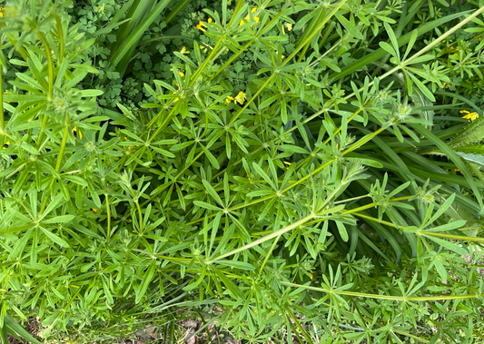 Cleavers benefits, dosage, safety and more
