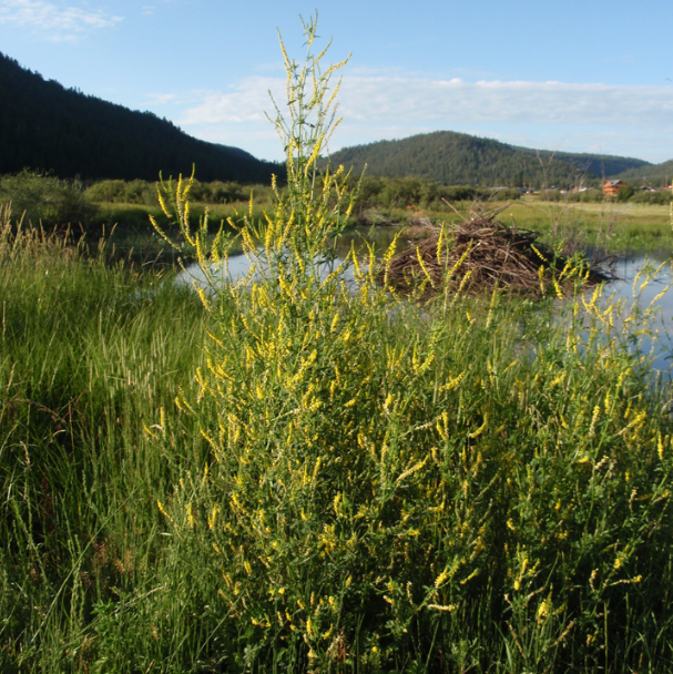 Yellow sweet clover: Benefits, Dosage, Safety and more