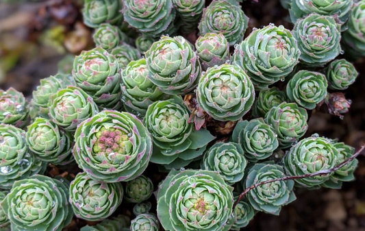 Rhodiola