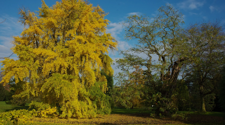 Ginkgo: Benefits, Dosage, Safety and more