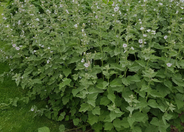Clinical Pharmacognosy: The Marshmallow Root (Althaea officinalis L.) Masterclass