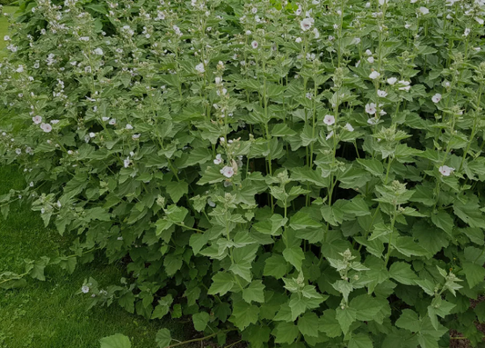 Clinical Pharmacognosy: The Marshmallow Root (Althaea officinalis L.) Masterclass