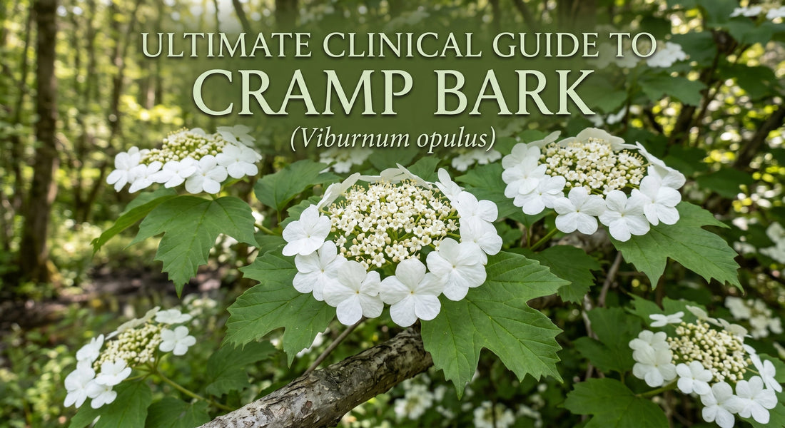 White Cramp Bark Viburnum opulus flowers and green leaves in a woodland setting with text Ultimate Clinical Guide to Cramp Bark for an herbalist blog post