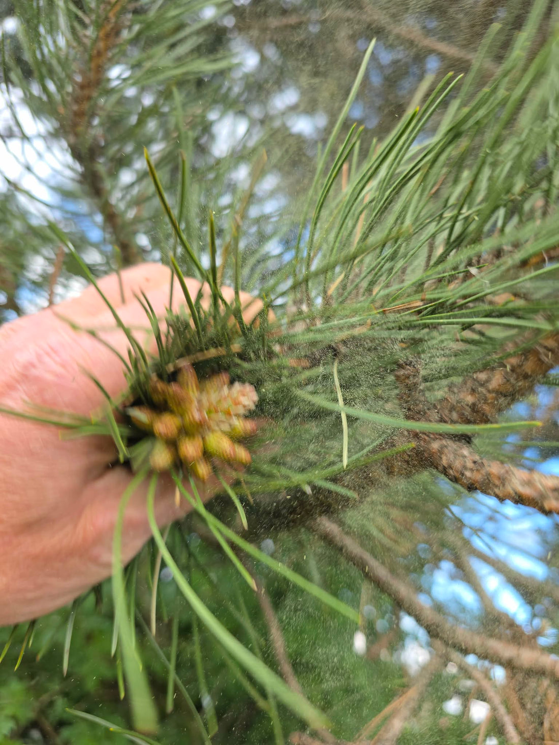 A Master Herbalist's hand brushing a wild pine branch in a UK forest, releasing a thick, golden cloud of fresh pine pollen during the active spring harvest season.
