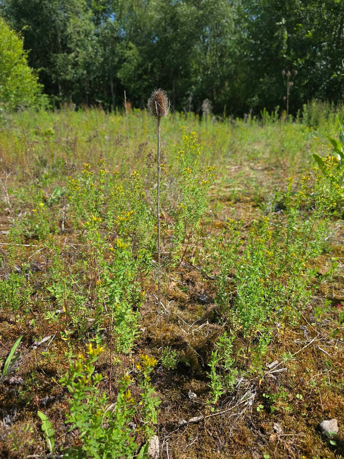 A wild St. John's Wort plant growing in dry soil, displaying tiny stems and defensive red lower leaves indicating high environmental stress and potent secondary metabolites.