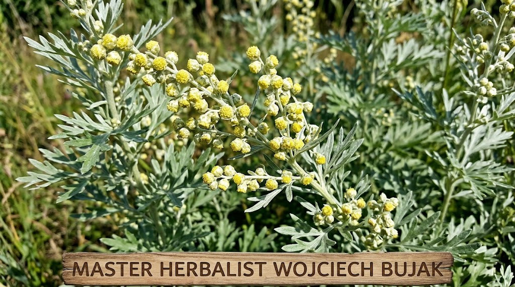 Fresh Common Wormwood (Artemisia absinthium) aerial parts showing silvery-green leaves and yellow flowering tops rich in bitter sesquiterpene lactones.