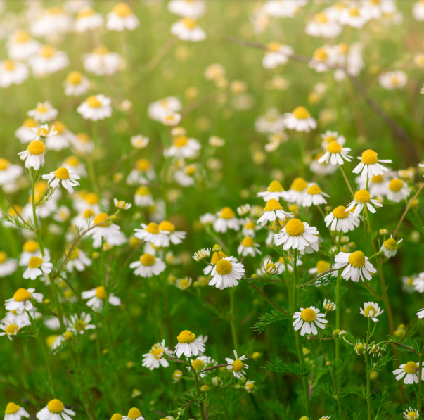 Chamomile Products (Matricaria recutita)