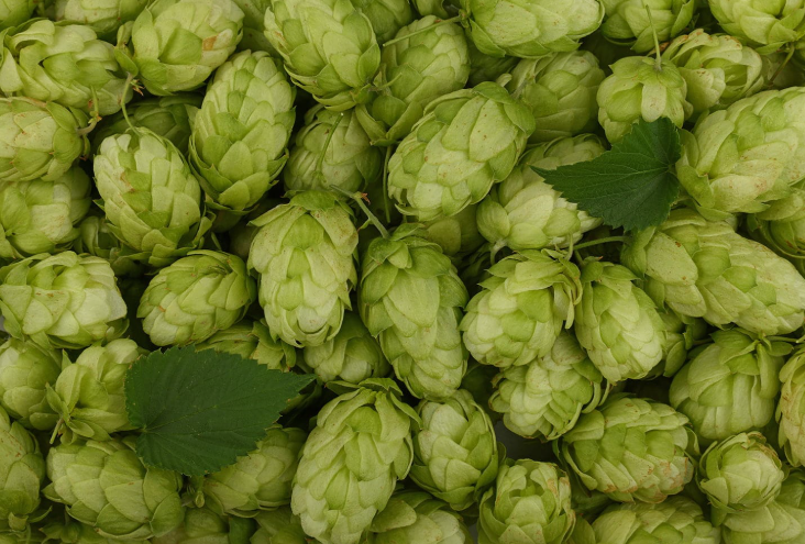 Hop Cones
