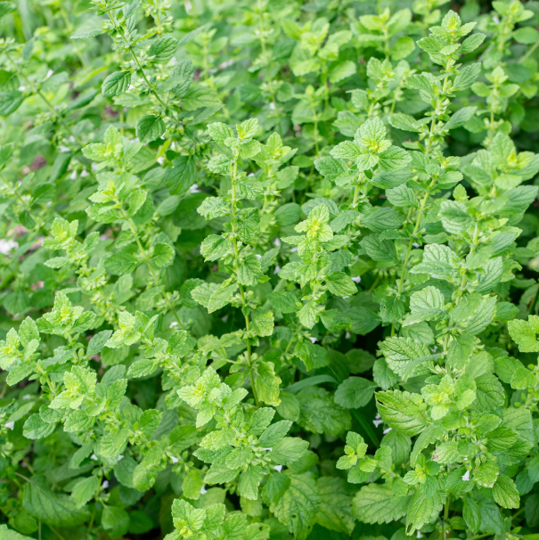 Lemon Balm