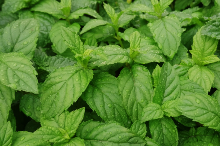 Peppermint