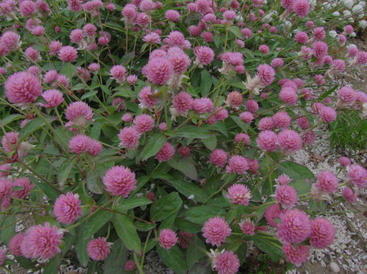 Red Clover