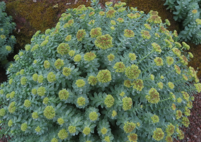 Rhodiola Products