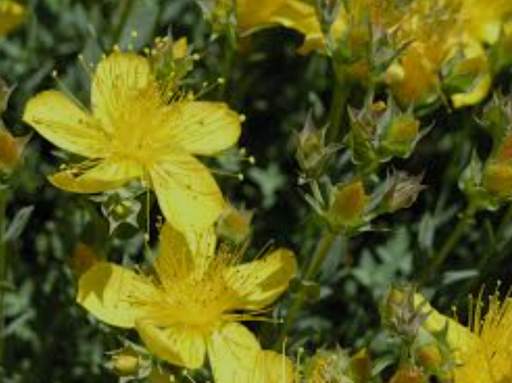 St. John`s Wort