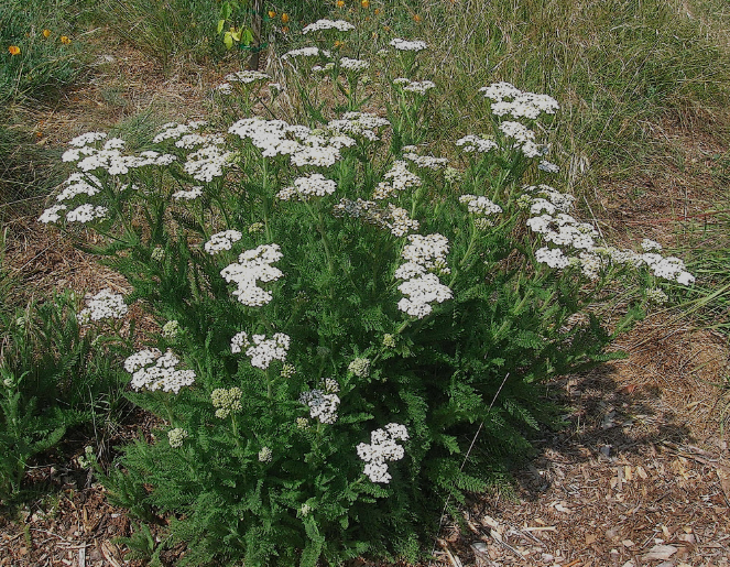 Yarrow