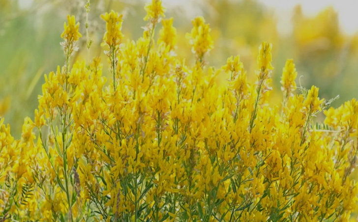 Yellow sweet clover