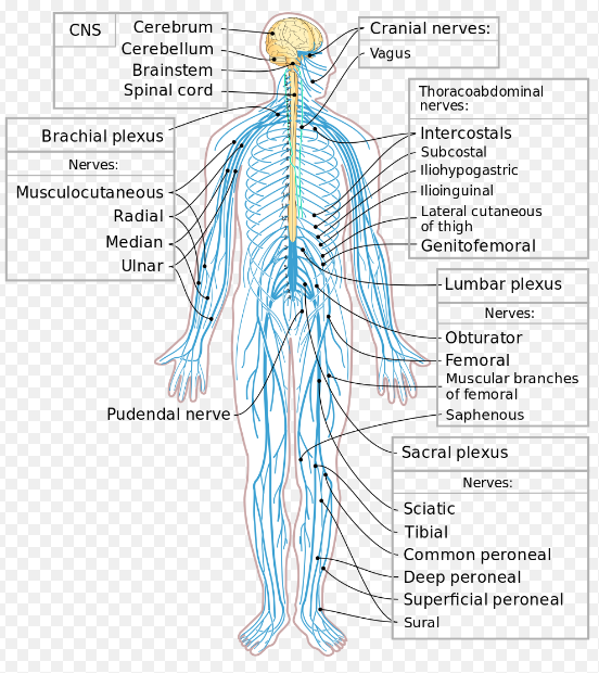 Nervous System