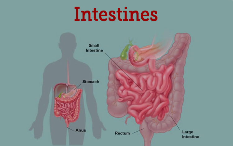 Intestines