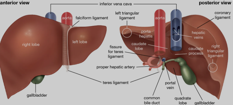 Liver