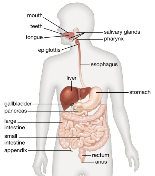 Digestive