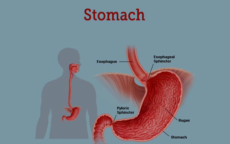 Stomach