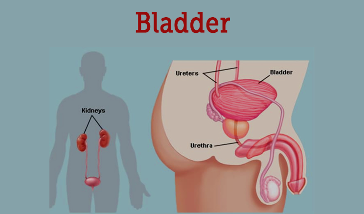 Bladder