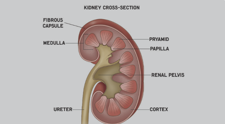 Kidney