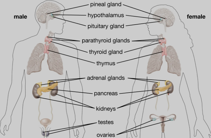 Endocrine System