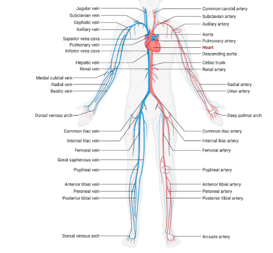 Cardiovascular