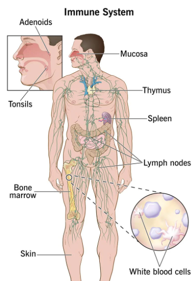 Immune System