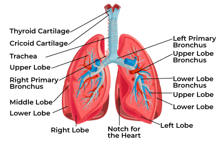 Lungs