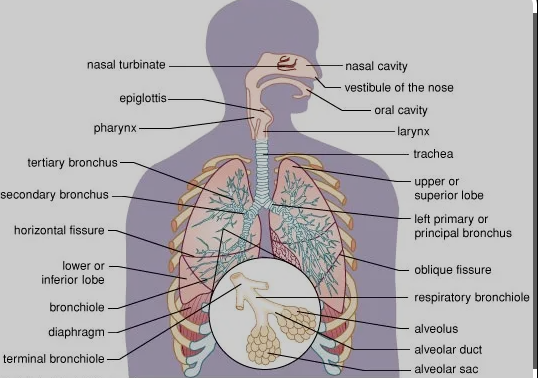 Respiratory