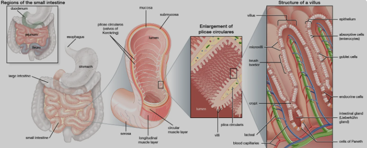 Small Intestines