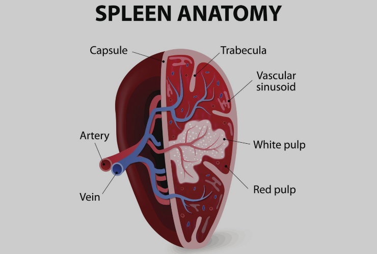 Spleen