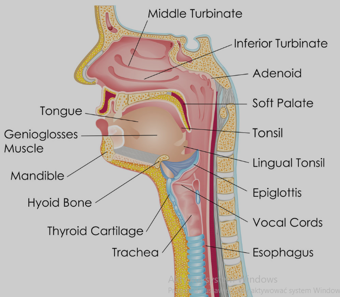 Throat