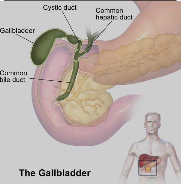 Gallbladder