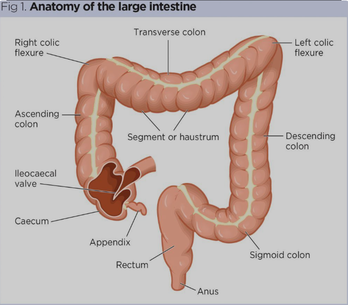 Large Intestine