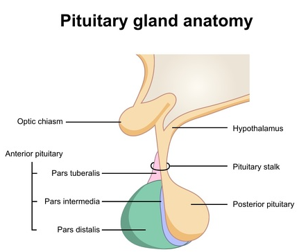 Pituitary