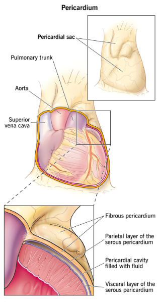 Pericardium