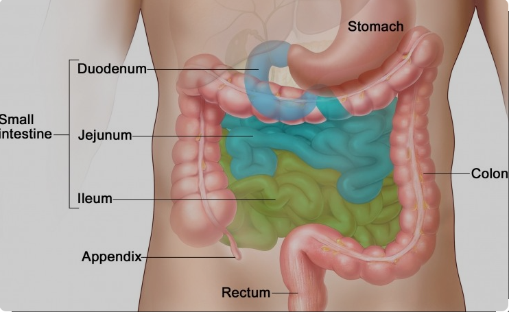 Bowel