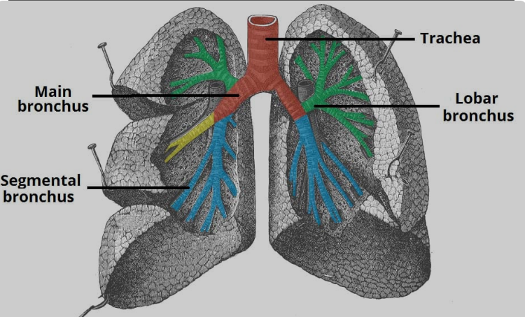 Bronchi