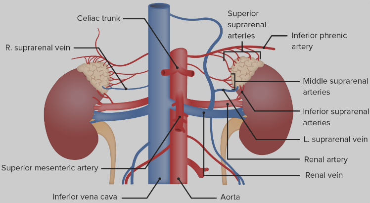 Adrenal gland