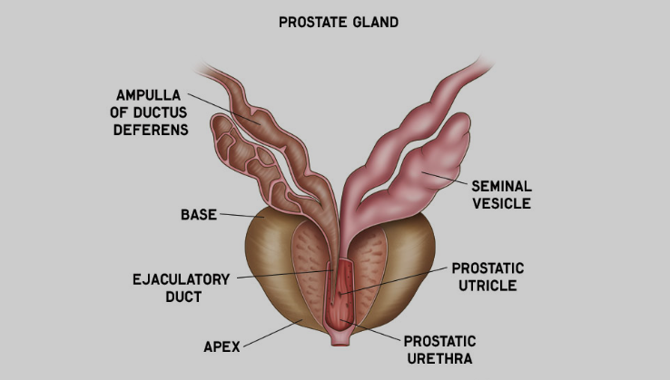 Prostate